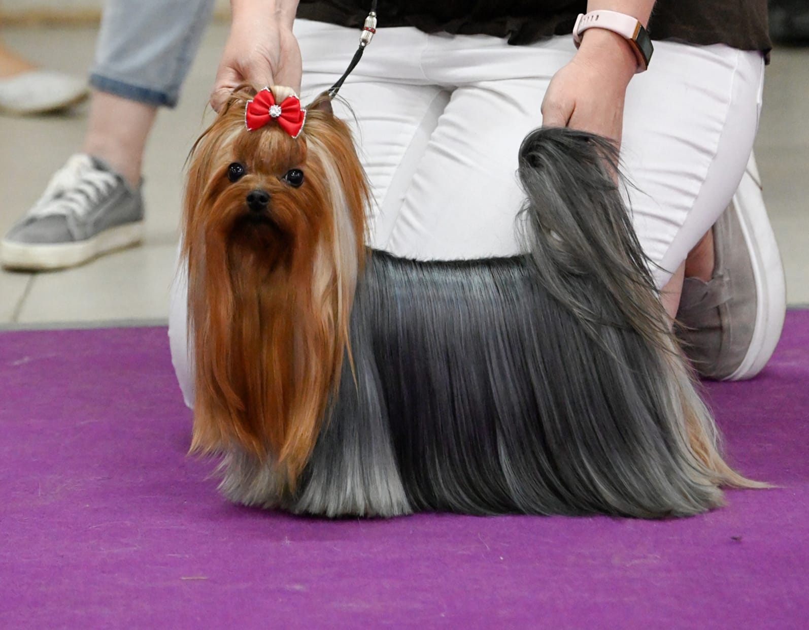 Tseremoniya Iz Severnoy Provintsii — Labaza DogPedigree YorkshireTerrier